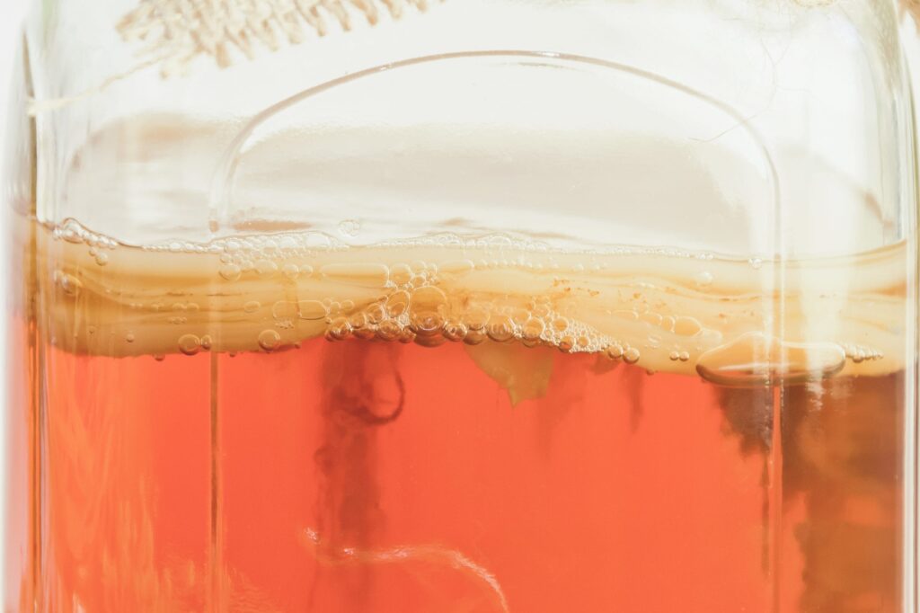 Kombucha Scoby