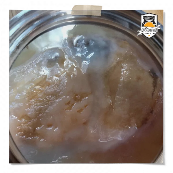 Kombucha Pellicle
