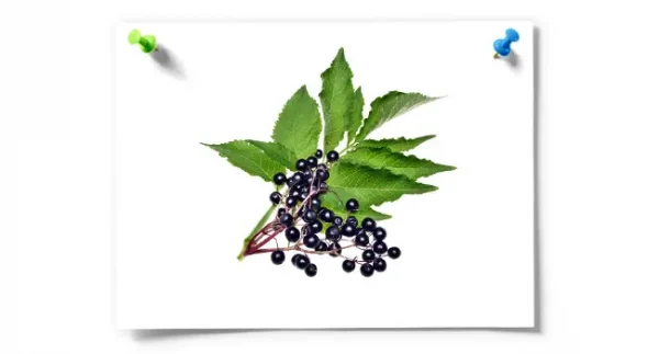 Organic Elderberries