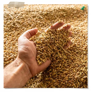 Malt Pilsner